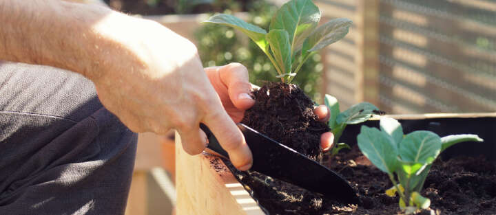 Aktuelle Themen Pflanze Hochbeet Anzucht Ansaat Banner